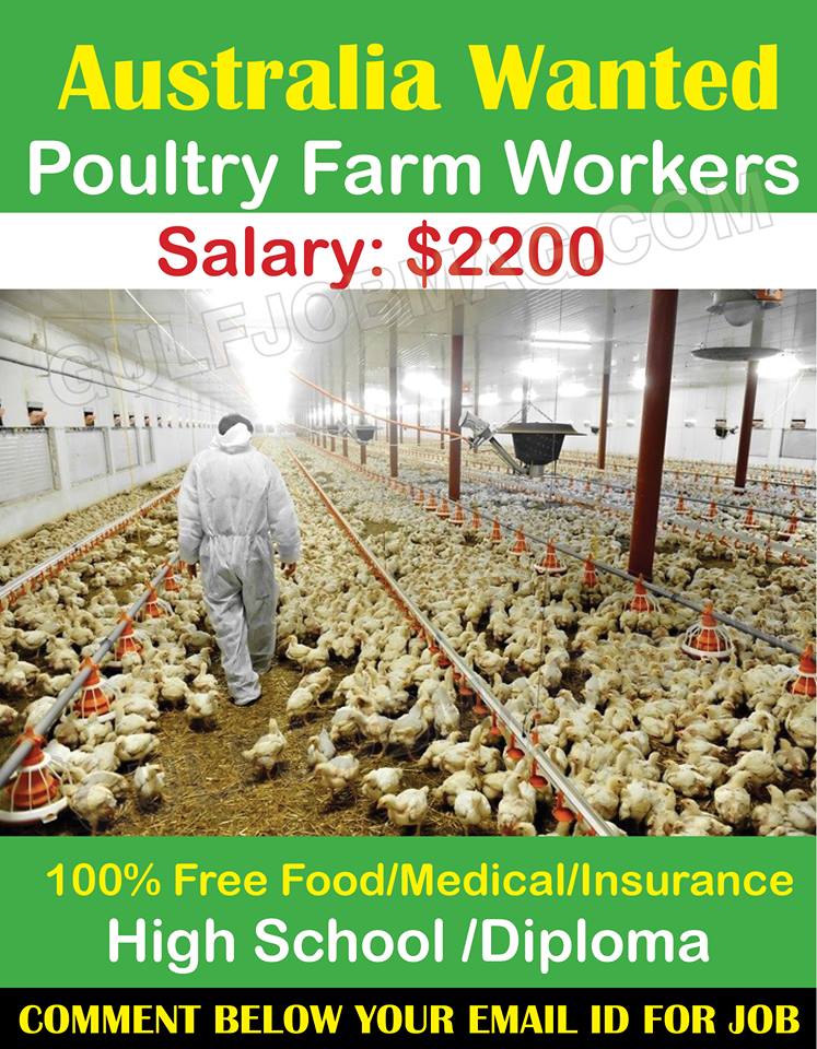 Poultry feedmill jobs in new zealand