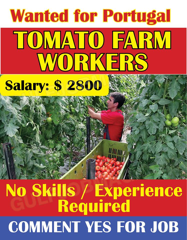 Tomato farm worker wanted in Portugal Gulf Job Mag
