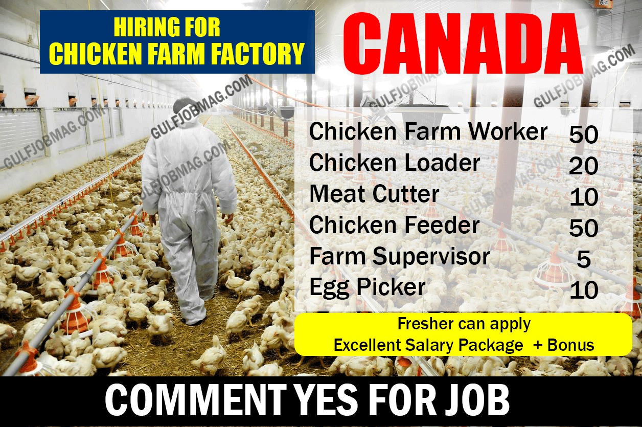 Chicken Factory farm worker wanted in Canada Gulf Job Mag