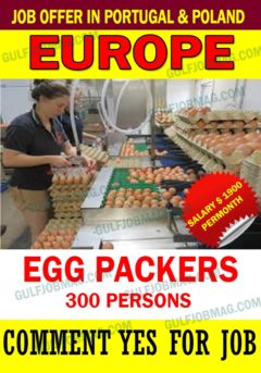 Egg Packer